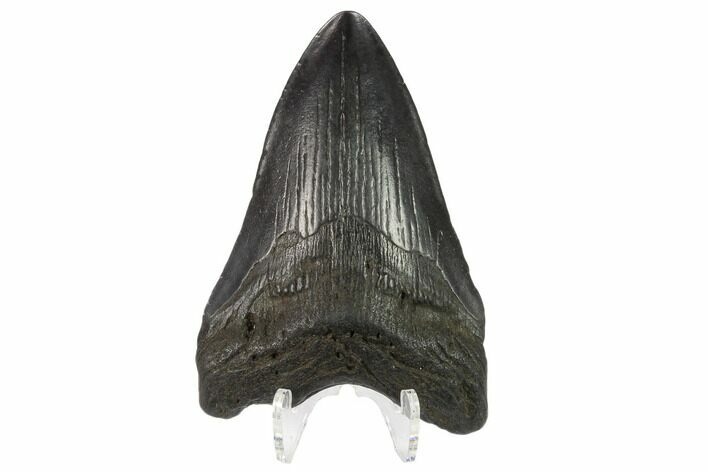 Fossil Megalodon Tooth - South Carolina #130780